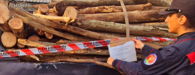 Ospedaletto d’Alpinolo, Carabinieri denunciano una persona per taglio abusivo e furtivo di piante