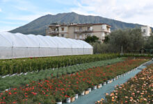 Lavoro, Coldiretti: aumentano i giovani occupati nei campo, +18 nel 2025