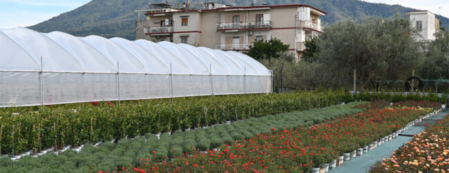 Lavoro, Coldiretti: aumentano i giovani occupati nei campo, +18 nel 2025