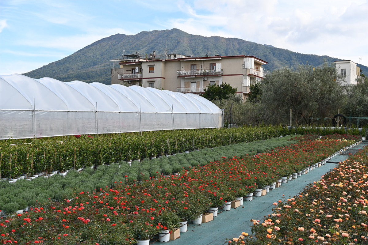 Lavoro, Coldiretti: aumentano i giovani occupati nei campo, +18 nel 2025