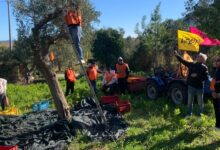 Ultimata a Castelvenere la raccolta delle olive per “L’olio che fa.. Il Bene” prodotto dagli studenti su un bene confiscato alla camorra