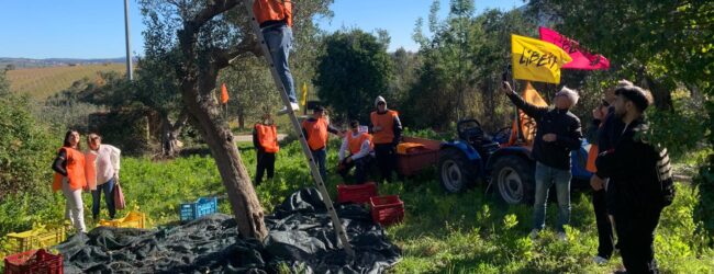 Ultimata a Castelvenere la raccolta delle olive per “L’olio che fa.. Il Bene” prodotto dagli studenti su un bene confiscato alla camorra