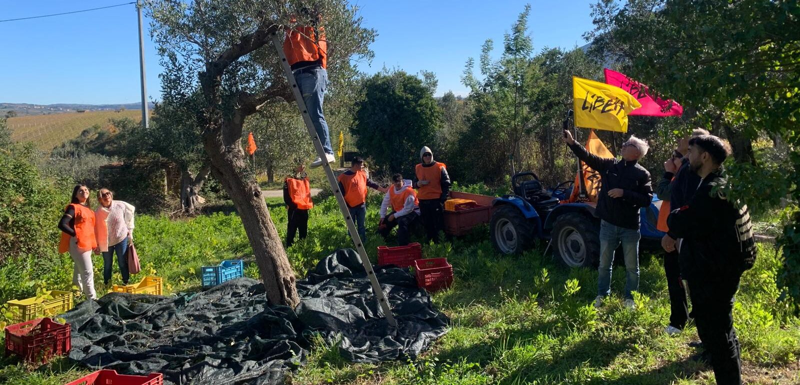 Ultimata a Castelvenere la raccolta delle olive per “L’olio che fa.. Il Bene” prodotto dagli studenti su un bene confiscato alla camorra