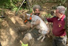 Vigili del Fuoco salvano cane da caccia bloccato in un cunicolo a Torella dei Lombardi