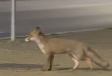 Volpe avvistata a San Giorgio del Sannio