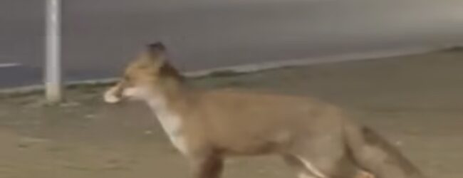 Volpe avvistata a San Giorgio del Sannio