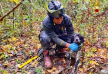Bisaccia, cane da caccia cade in un pozzo: salvato dai Vigili del Fuoco