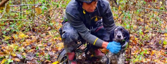Bisaccia, cane da caccia cade in un pozzo: salvato dai Vigili del Fuoco