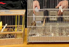 Solofra, Carabinieri denunciano 40enne per detenzione illegale di fauna protetta   