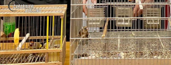 Solofra, Carabinieri denunciano 40enne per detenzione illegale di fauna protetta   