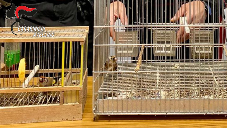 Solofra, Carabinieri denunciano 40enne per detenzione illegale di fauna protetta   
