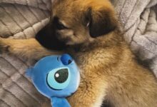 Dopo l’avvelenamento, la vita che rinasce: una cucciola salvata a San Giorgio la Molara