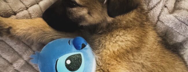 Dopo l’avvelenamento, la vita che rinasce: una cucciola salvata a San Giorgio la Molara