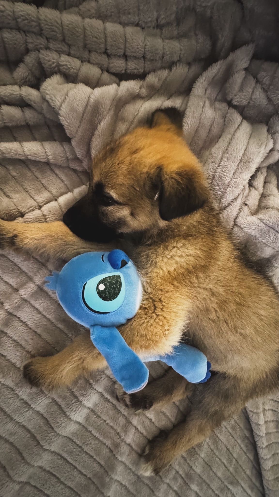 Dopo l’avvelenamento, la vita che rinasce: una cucciola salvata a San Giorgio la Molara