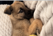 Capodanno, botti e tutela degli animali: la prevenzione passa anche dalla sensibilizzazione sul territorio