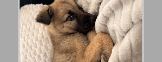 Capodanno, botti e tutela degli animali: la prevenzione passa anche dalla sensibilizzazione sul territorio