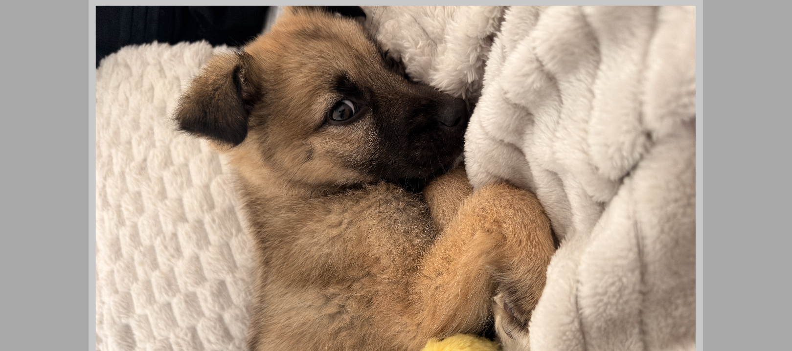 Capodanno, botti e tutela degli animali: la prevenzione passa anche dalla sensibilizzazione sul territorio