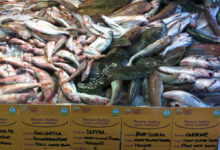 Capodanno in Campania, Coldiretti/ixe’: 131 euro a famiglia per il cenone di San Silvestro