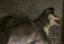 Cagnolino avvelenato nel centro storico: risposta generica del Comune, cittadini denunciano abbandono e mancanza di controlli reali