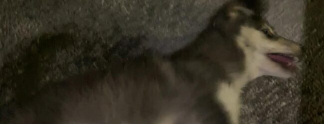 Cagnolino avvelenato nel centro storico: risposta generica del Comune, cittadini denunciano abbandono e mancanza di controlli reali