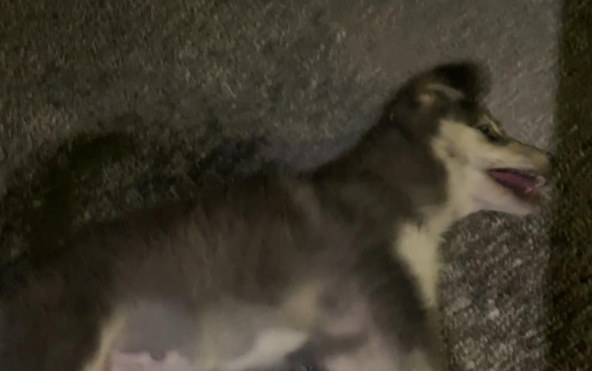 Cagnolino avvelenato nel centro storico: risposta generica del Comune, cittadini denunciano abbandono e mancanza di controlli reali