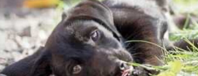 Morte e malori sospetti di animali randagi per presunto avvelenamento nel Beneventano: interviene il Partito Animalista Italiano