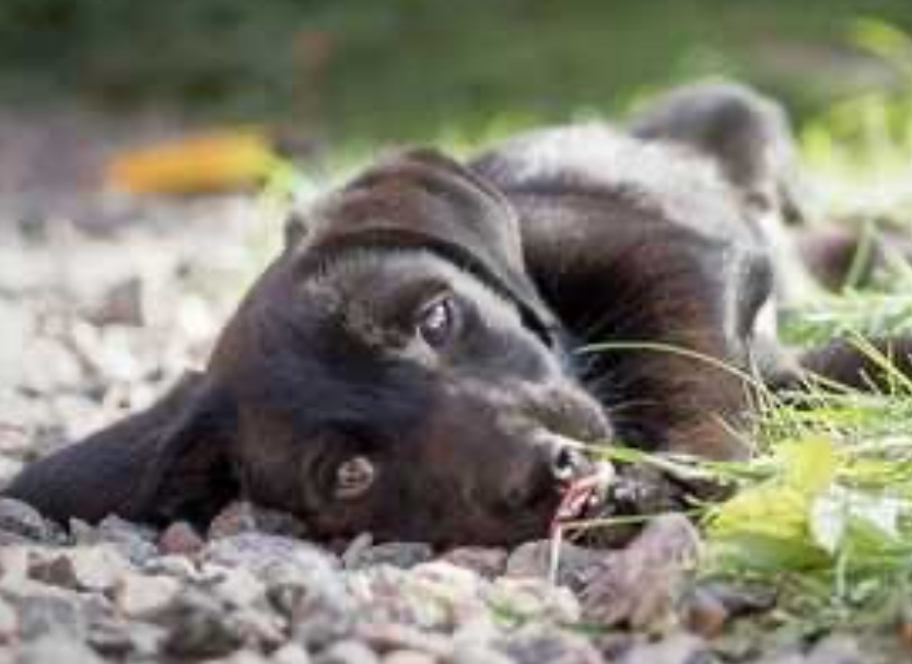 Morte e malori sospetti di animali randagi per presunto avvelenamento nel Beneventano: interviene il Partito Animalista Italiano