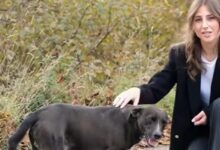 Monteforte per un capodanno in sicurezza: ordinanza contro i botti e consigli utili dell’Assessore De Santis a tutela degli animali da compagnia