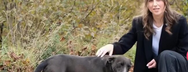 Monteforte per un capodanno in sicurezza: ordinanza contro i botti e consigli utili dell’Assessore De Santis a tutela degli animali da compagnia