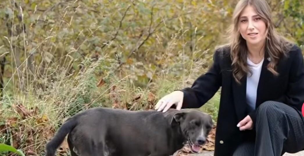 Monteforte per un capodanno in sicurezza: ordinanza contro i botti e consigli utili dell’Assessore De Santis a tutela degli animali da compagnia