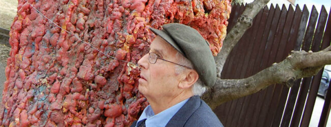 Avellino, il 2 gennaio riprende il viaggio dell’Albero Vagabondo contro i rifiuti: presente il maestro Spiniello