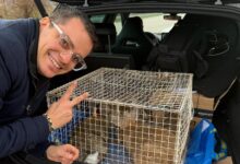 Conigli salvati dalle grinfie dell’allevatore violento: il grazie di Enrico Rizzi ai Carabinieri