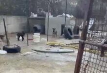 “La tutela degli animali non è un abuso”: il Partito Animalista sul sequestro dei cuccioli a San Giorgio La Molara