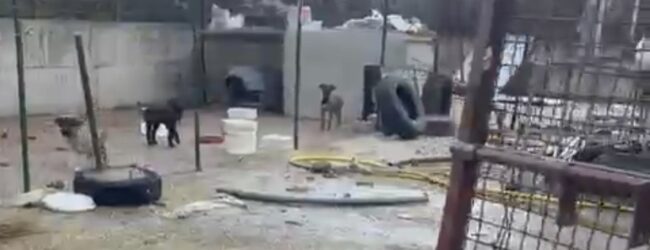 “La tutela degli animali non è un abuso”: il Partito Animalista sul sequestro dei cuccioli a San Giorgio La Molara