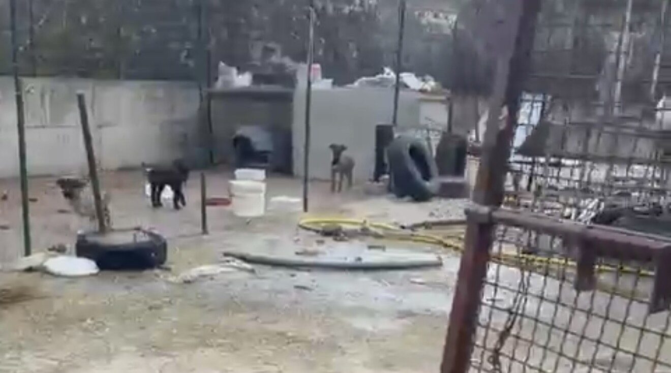 “La tutela degli animali non è un abuso”: il Partito Animalista sul sequestro dei cuccioli a San Giorgio La Molara