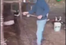 Maltrattamento animali nel Sannio, l’animalista Enrico Rizzi denuncia: “Mucche picchiate, i Carabinieri indaghino”