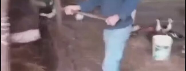 Maltrattamento animali nel Sannio, l’animalista Enrico Rizzi denuncia: “Mucche picchiate, i Carabinieri indaghino”