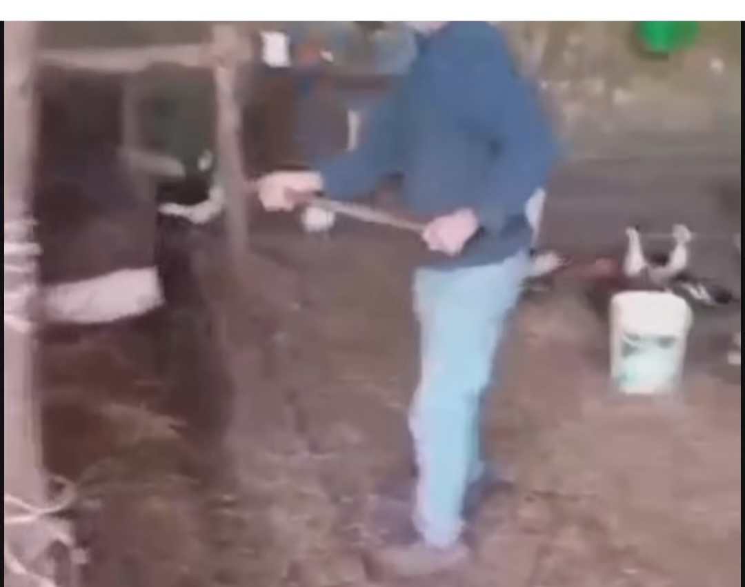 Maltrattamento animali nel Sannio, l’animalista Enrico Rizzi denuncia: “Mucche picchiate, i Carabinieri indaghino”