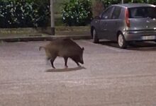 Rione Libertà, ancora cinghiali in strada: segnalazioni continue da una settimana