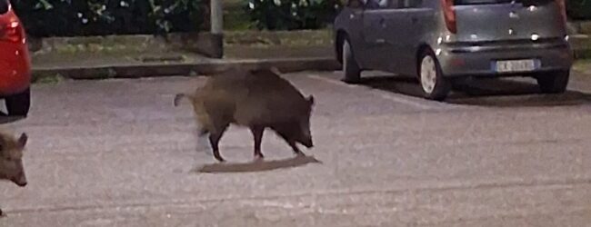 Rione Libertà, ancora cinghiali in strada: segnalazioni continue da una settimana