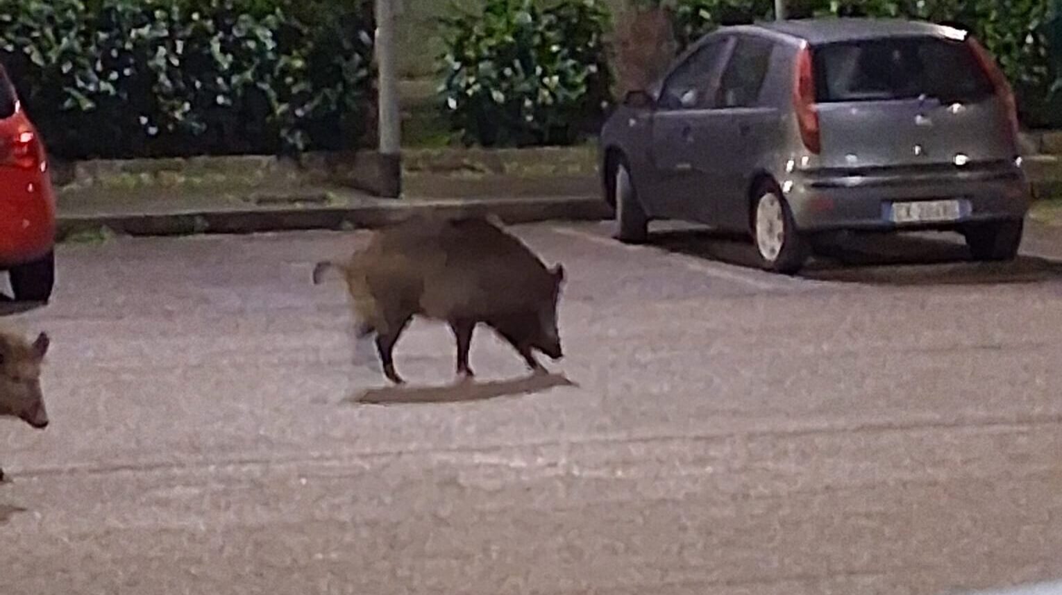 Rione Libertà, ancora cinghiali in strada: segnalazioni continue da una settimana