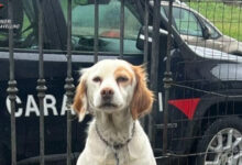 Valle dell’Ufita (AV):  Carabinieri denunciano 3 persone per maltrattamento di animali