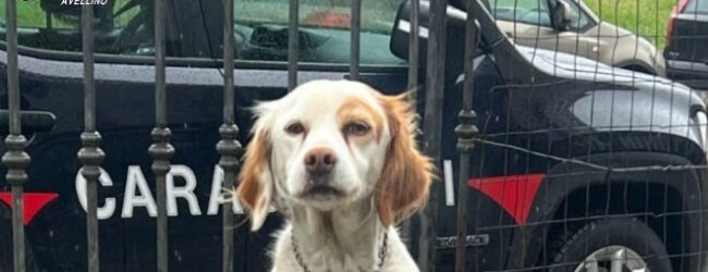 Valle dell’Ufita (AV):  Carabinieri denunciano 3 persone per maltrattamento di animali
