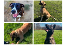 Klay, Niklause, Ares e Kuma: 4 cani poliziotto in attesa di adozione