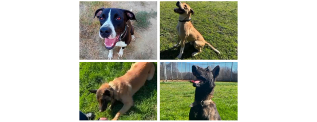 Klay, Niklause, Ares e Kuma: 4 cani poliziotto in attesa di adozione
