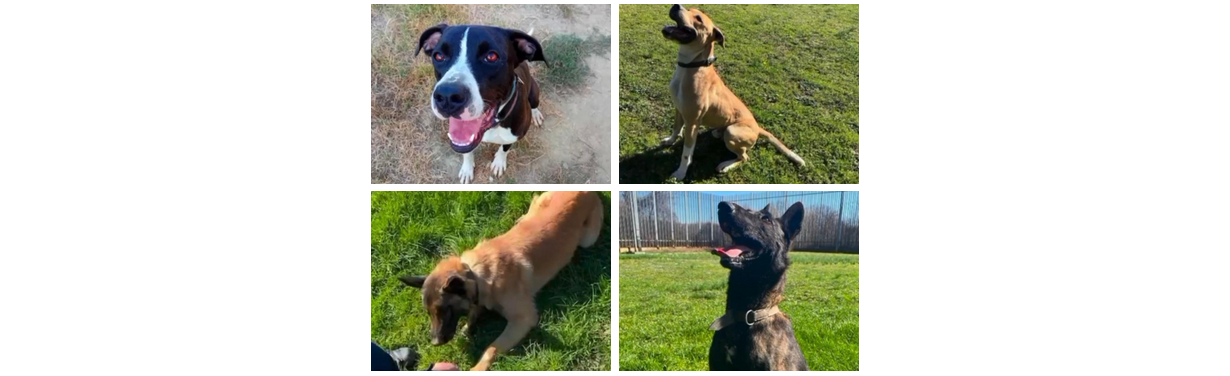 Klay, Niklause, Ares e Kuma: 4 cani poliziotto in attesa di adozione