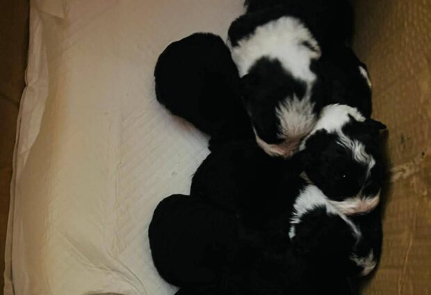 Allarme abbandono animali a Benevento: 18 cuccioli lattanti accalappiati in 24 ore, la Lega del Cane denuncia