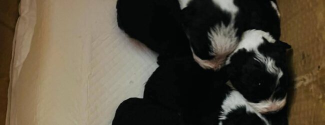 Allarme abbandono animali a Benevento: 18 cuccioli lattanti accalappiati in 24 ore, la Lega del Cane denuncia