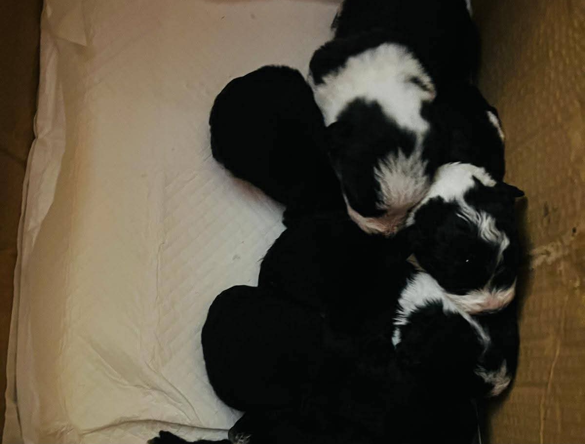 Allarme abbandono animali a Benevento: 18 cuccioli lattanti accalappiati in 24 ore, la Lega del Cane denuncia