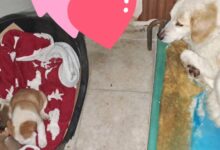 Salvati mamma e 3 cuccioli abbandonati in un rudere